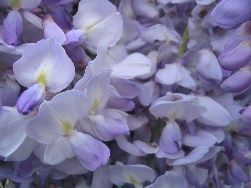 lilacs are in bloom and ready to be picked from the tree