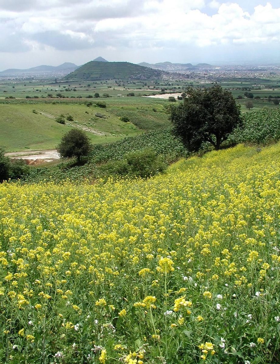 a field full of lots of yellow flowers