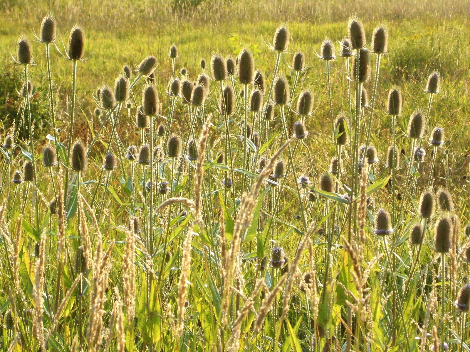 a field full of wild flowers next to a field of grass