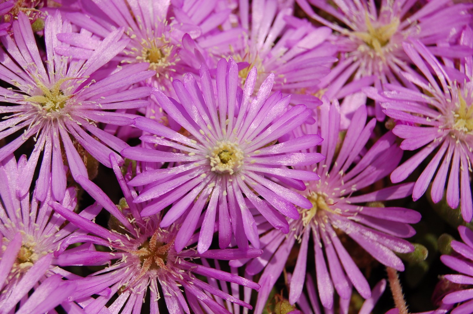 close up of purple flowers with white stems