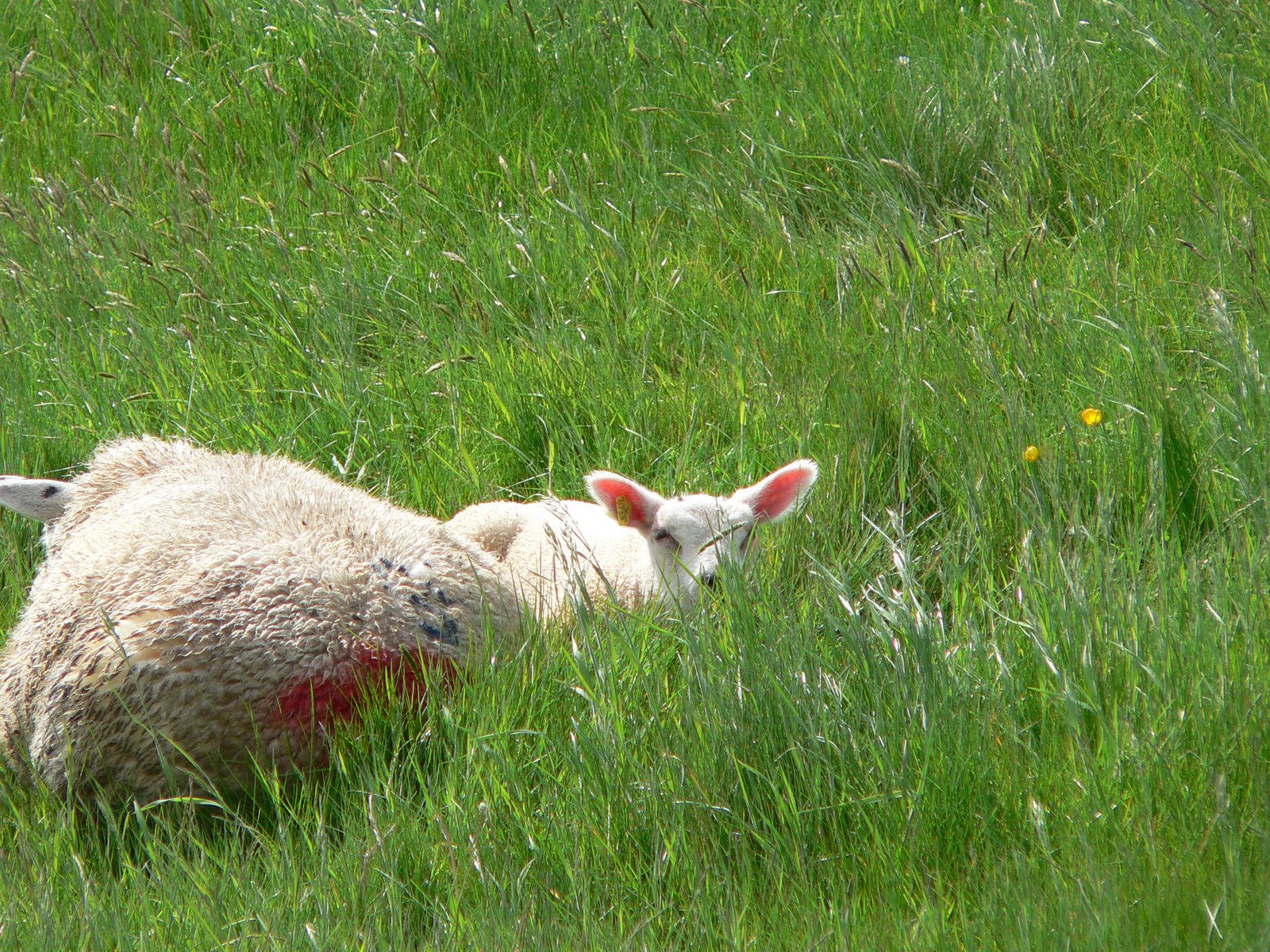 an animal with white fur lying in some tall grass