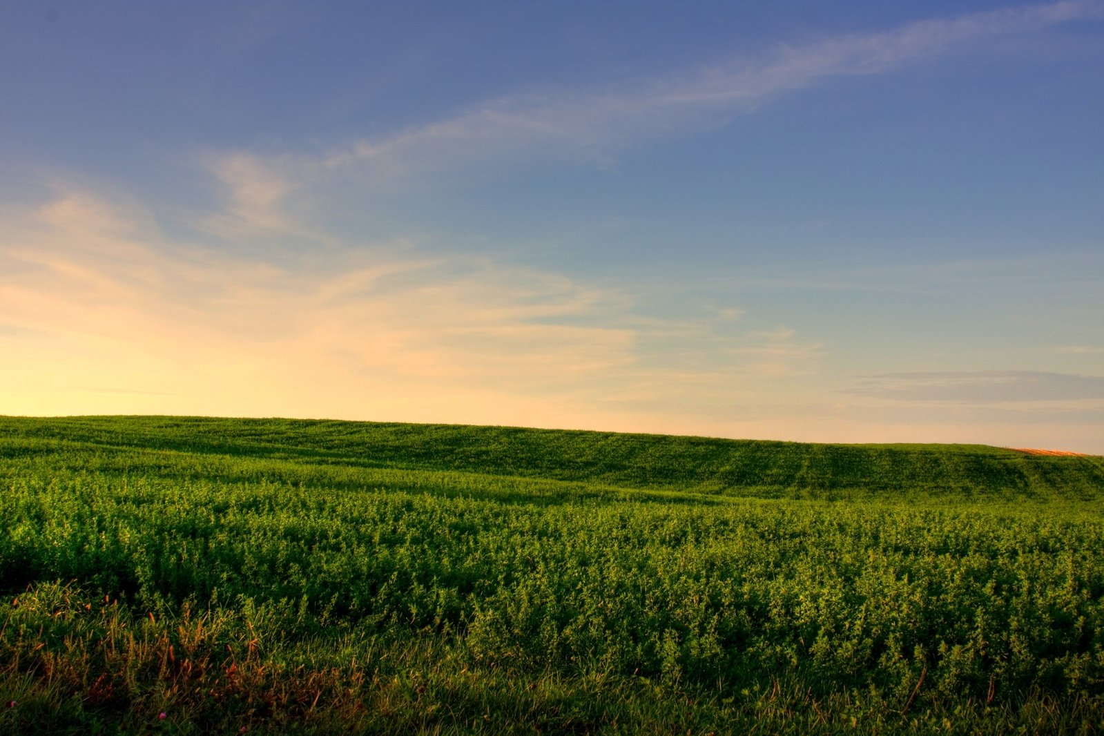 a green grassy field sitting under a blue sky