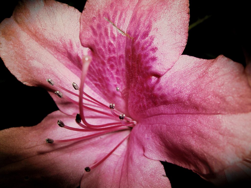 close up of pink flower with green stems