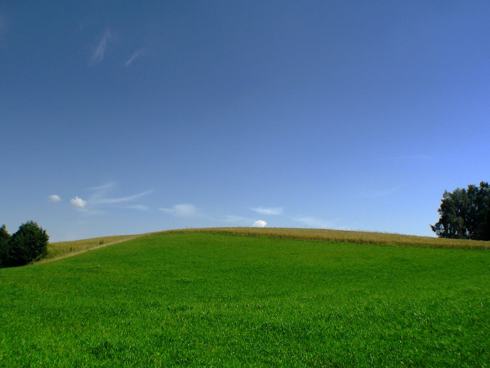 a big field with trees sitting on top of it