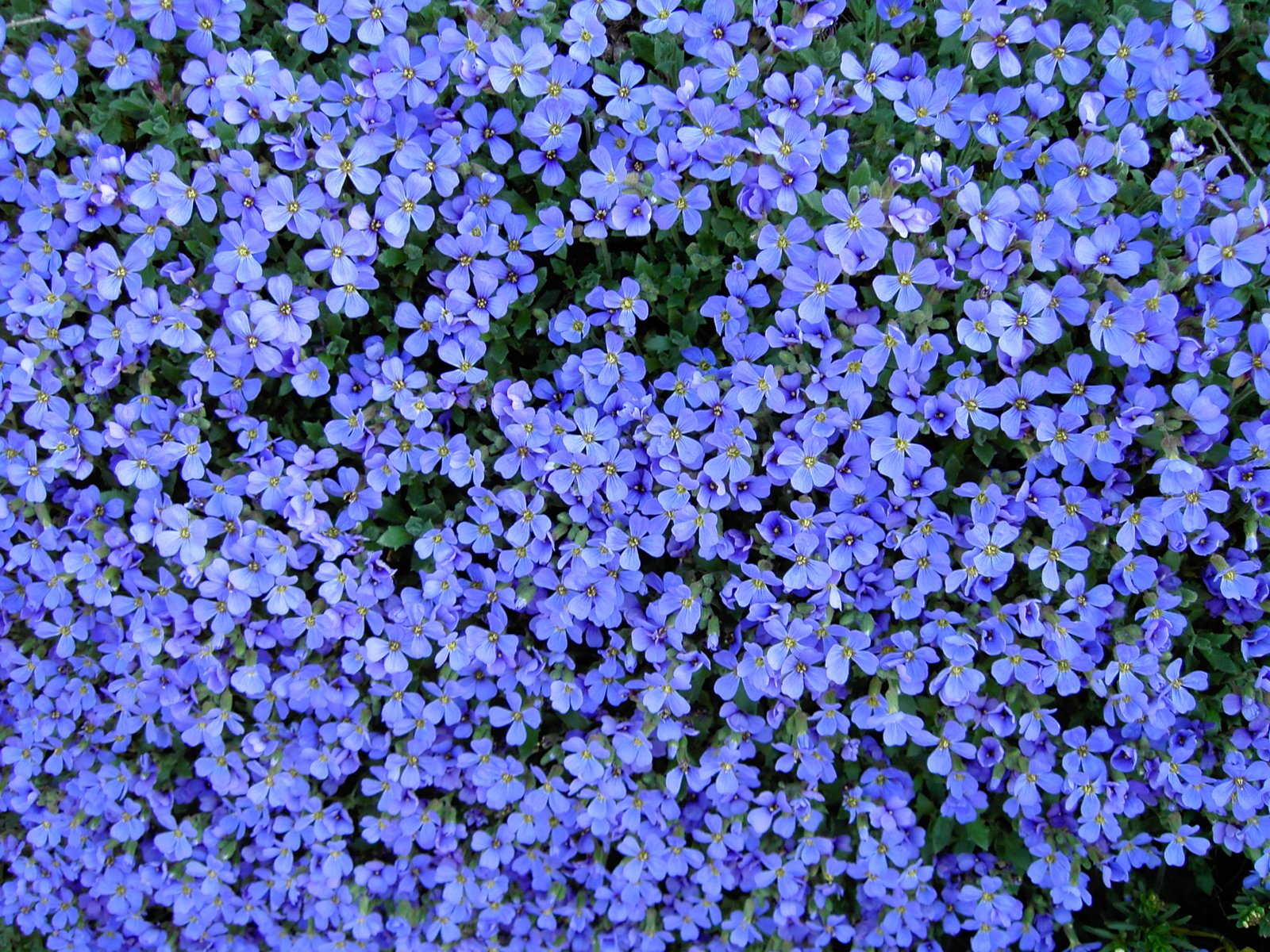 a lot of purple flowers on the ground