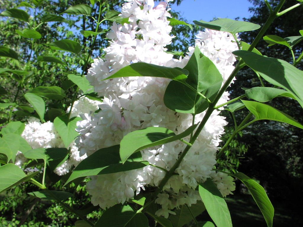 white flowers with green leaves blooming from them