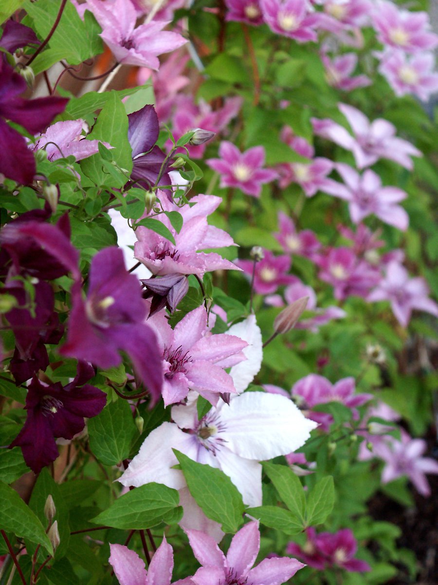 colorful purple and white flowers in a garden