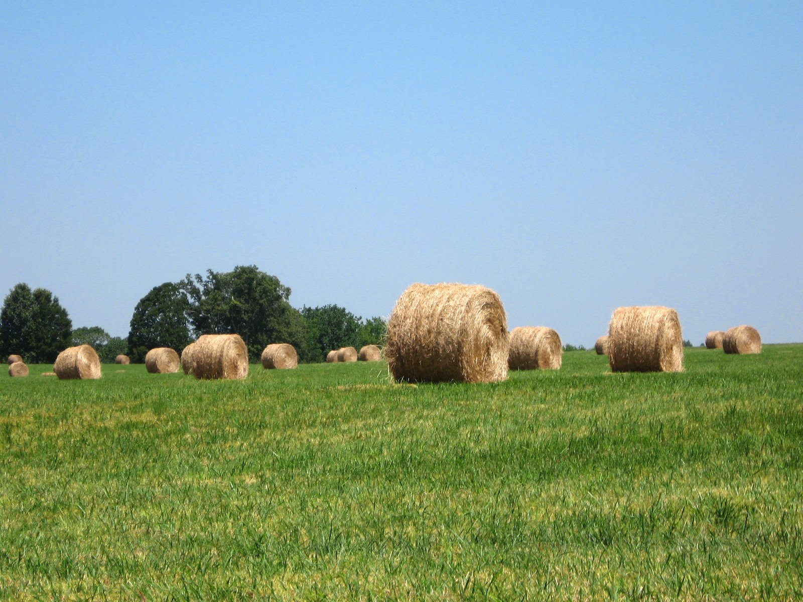 a bunch of hay rolls in a grassy field