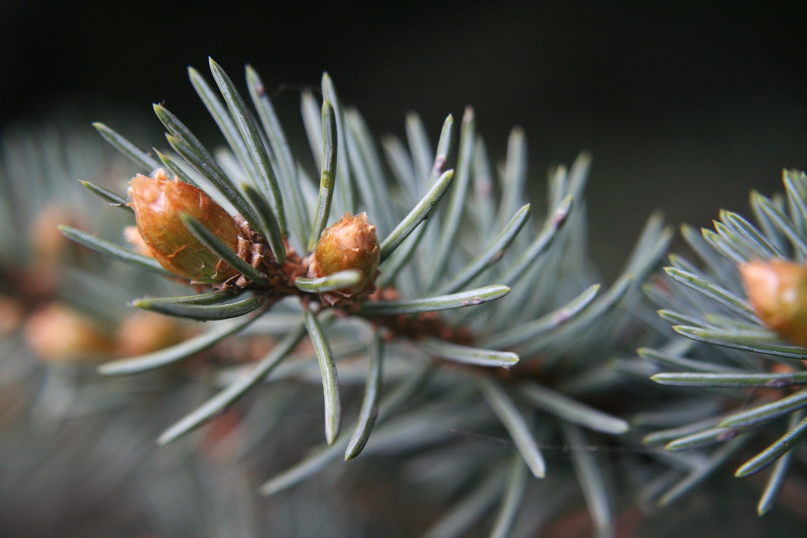 the cones on the pine needles are all starting to come down