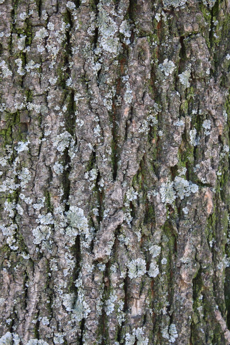 this tree looks like it is covered in white lichen