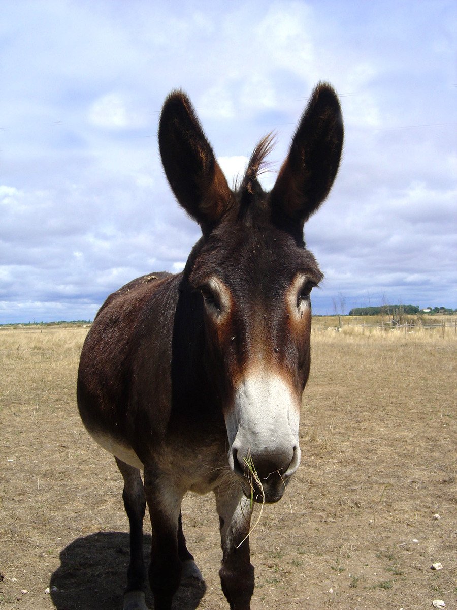 an animal that is standing in the dirt