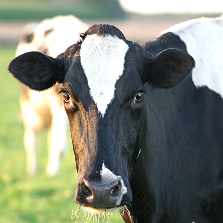 a cow is standing in the grass near a smaller animal