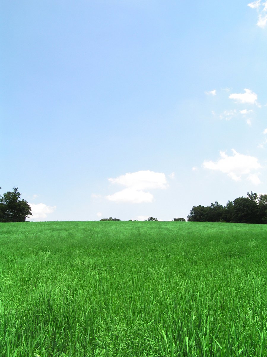 green grass in field under a blue sky with clouds