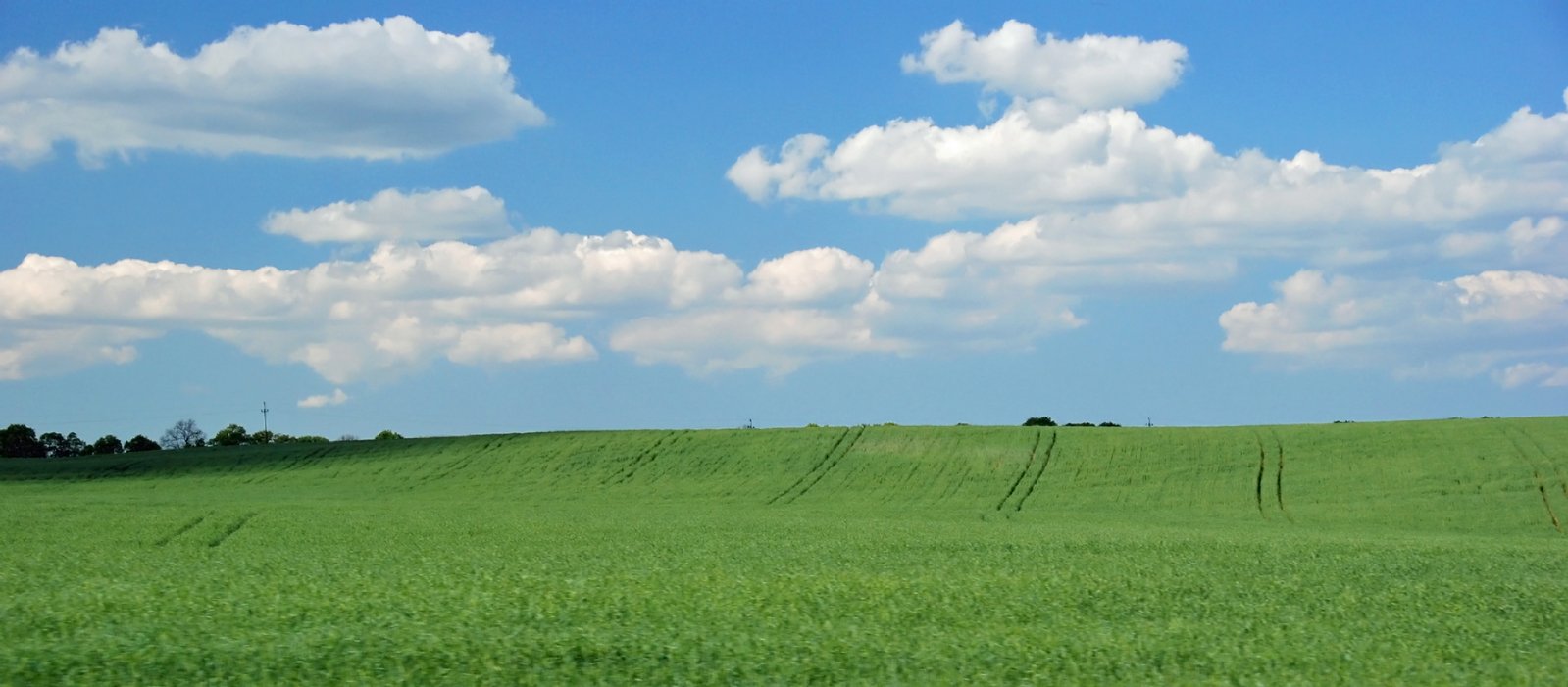 a green field with clouds overhead and a tree in the distance