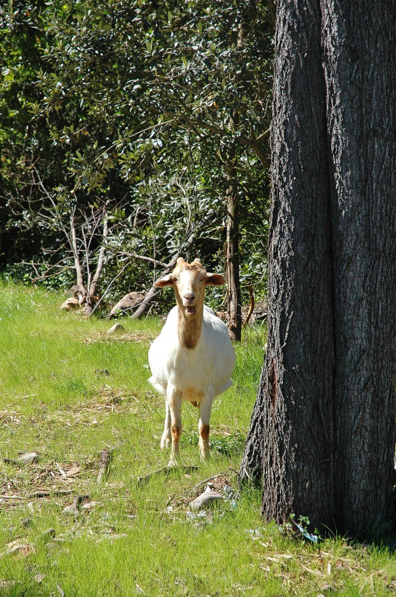 a goat with horns standing by some trees