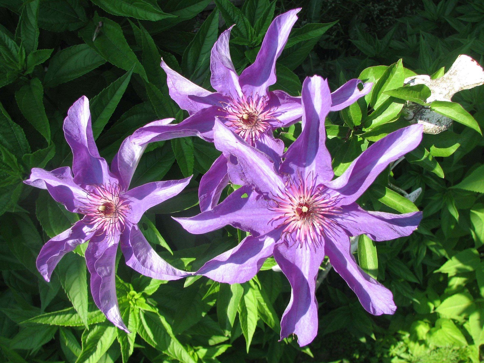 the purple flowers are growing in a garden