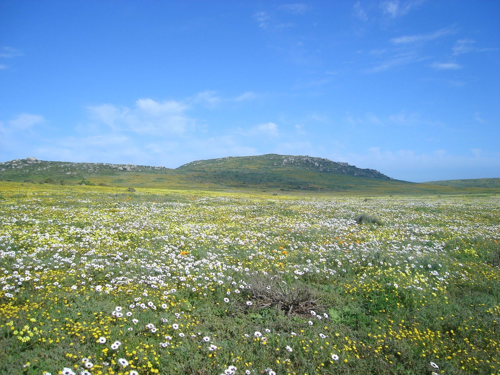 a field full of wildflowers and green grass