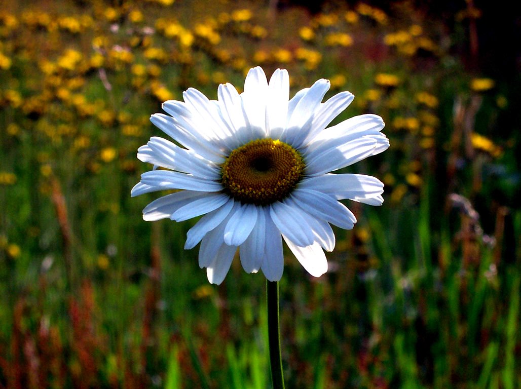 a single white flower surrounded by a field of flowers