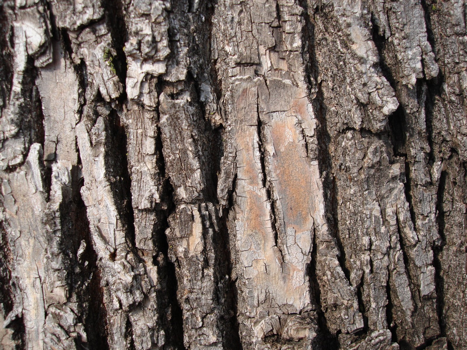 an old tree bark with some interesting patterns