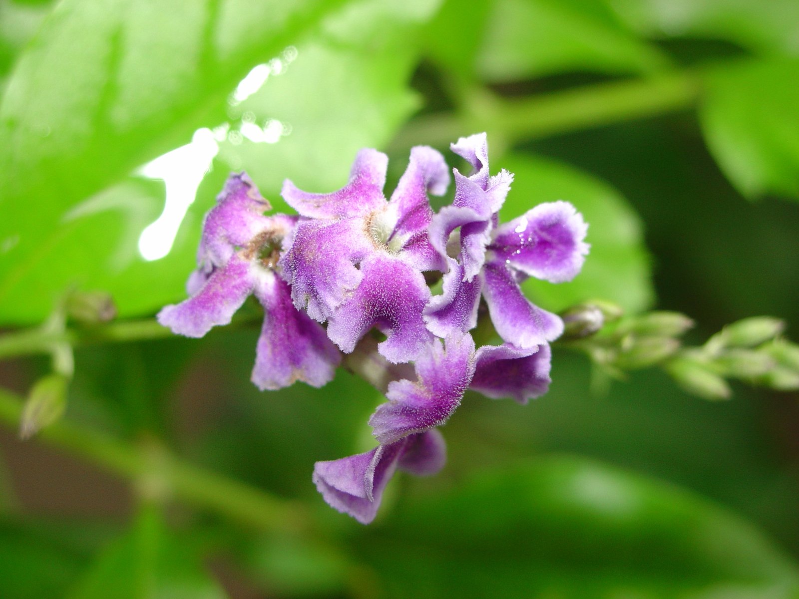 close up of a small purple flower on a plant