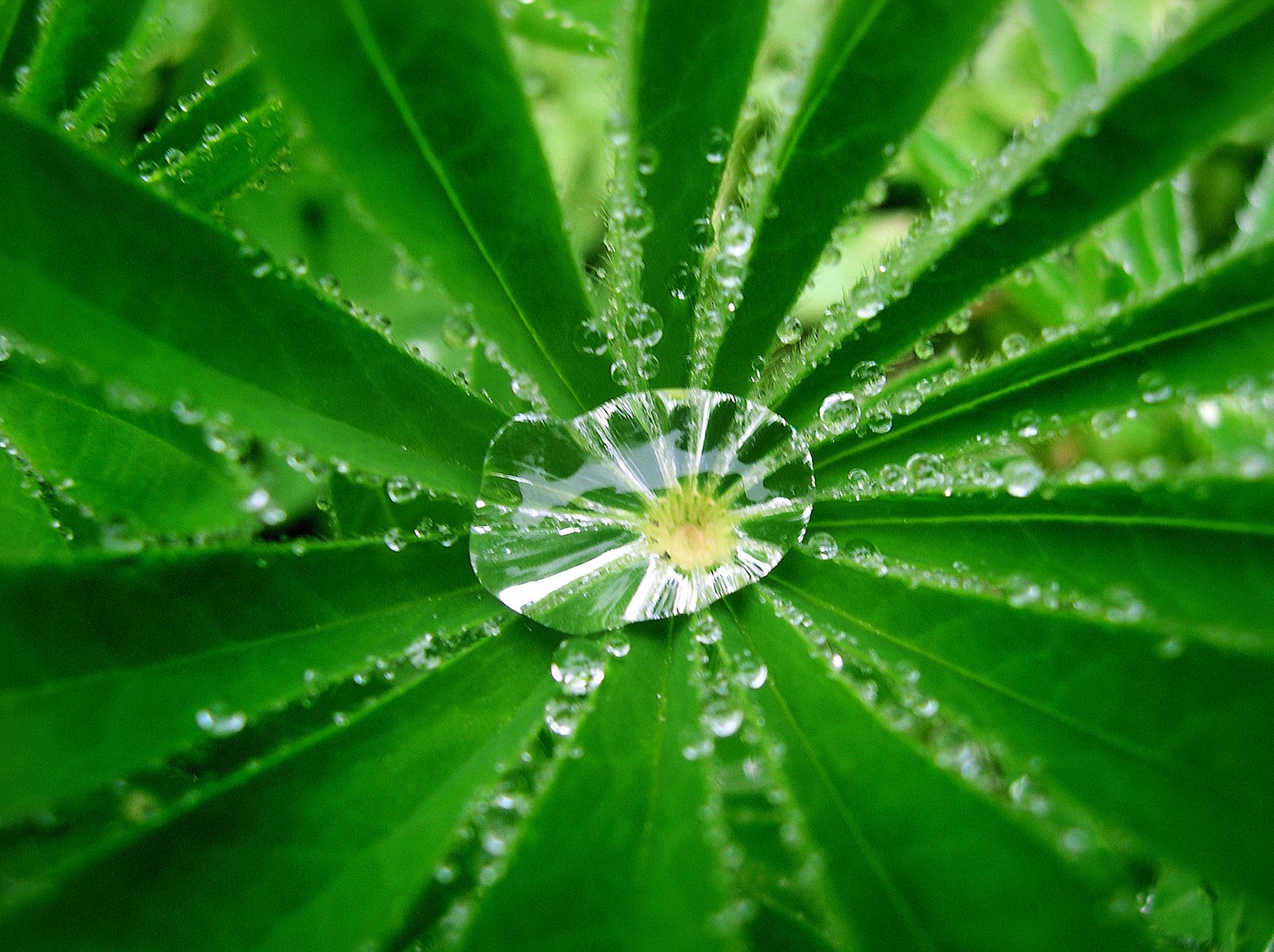 dew on the leaves of a plant that has water droplets on it