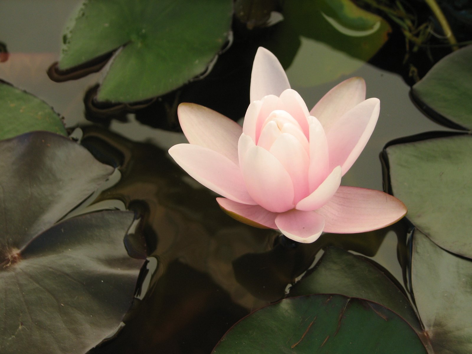 the pink flower has three leaves in it