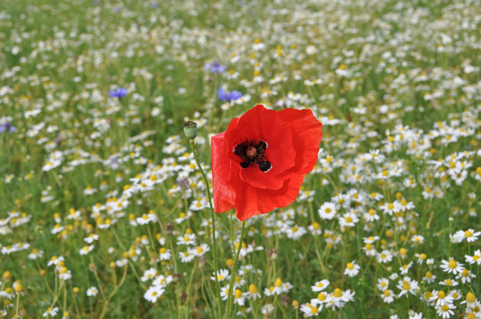 a lone red poppy on a field of wildflowers