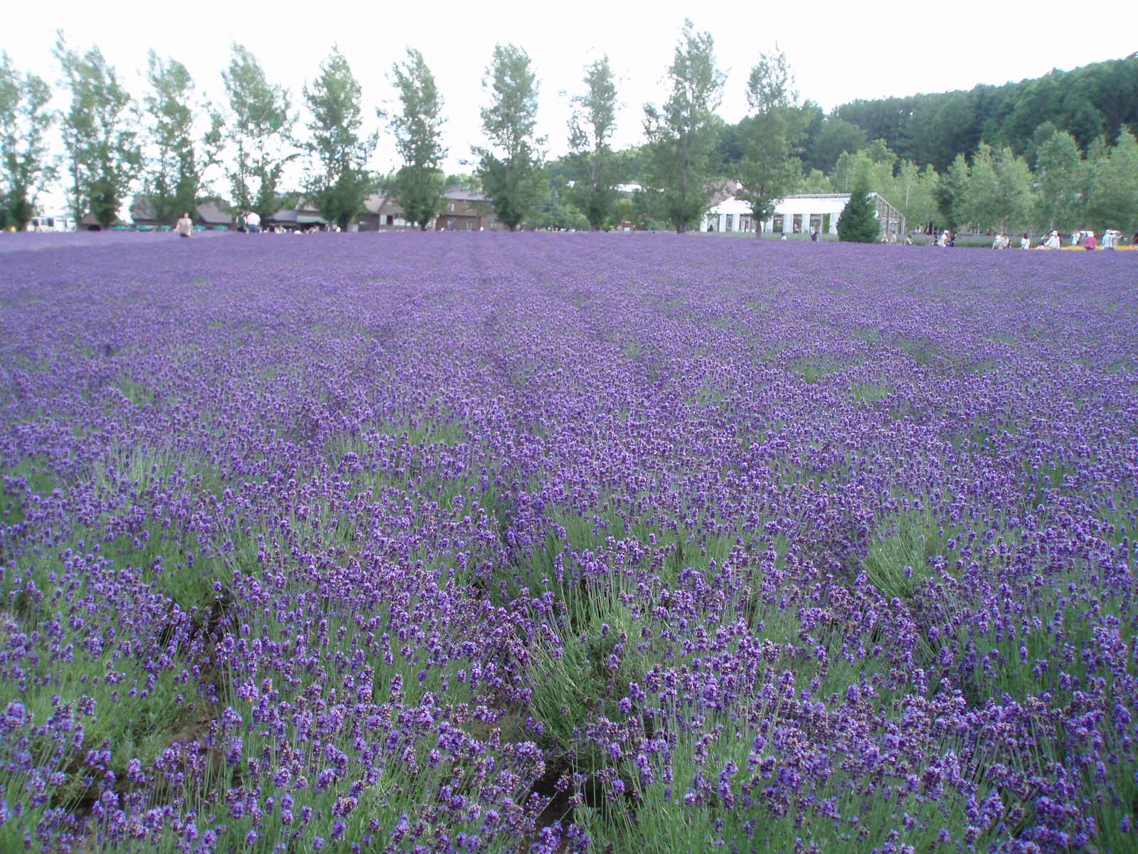 large field full of purple flowers in a rural area