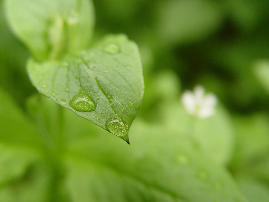 the leaves are covered with water droplets on it