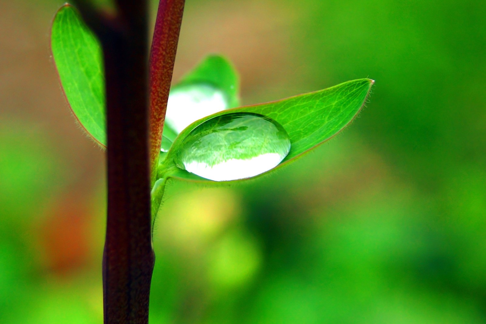 a green leaf with a drop on it in a blurry background