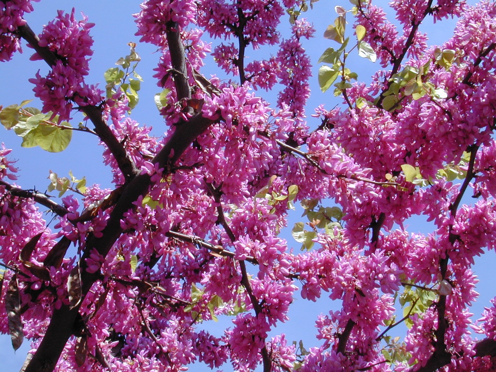a blooming purple tree with bright pink flowers