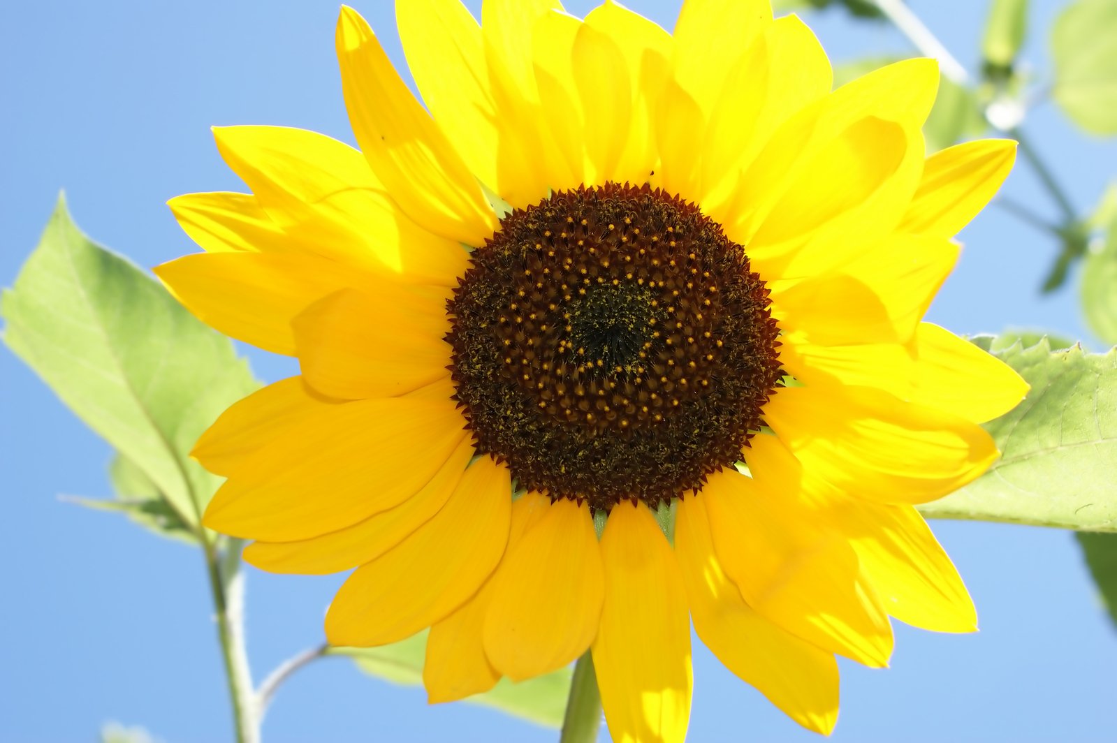 a yellow sunflower with green leaves on it