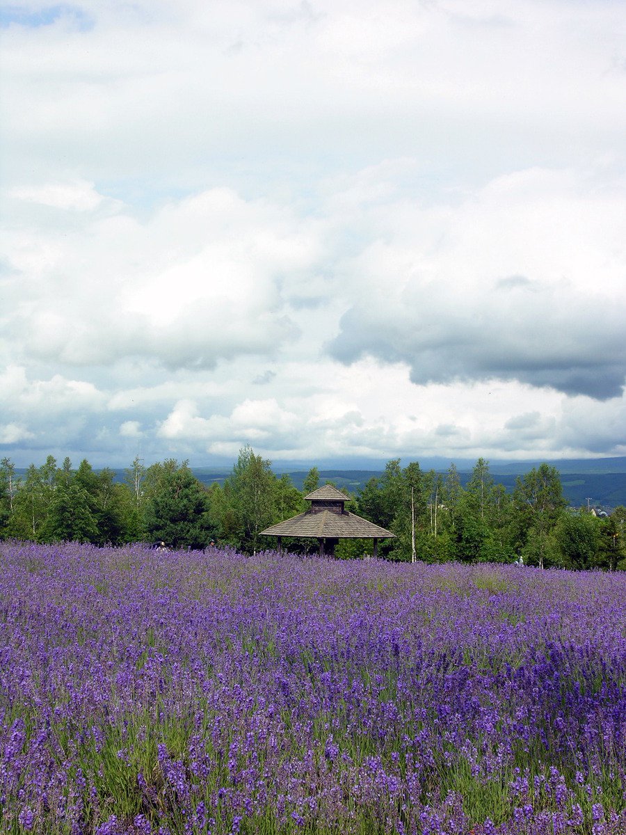 a lavender field with trees, grass and a hut