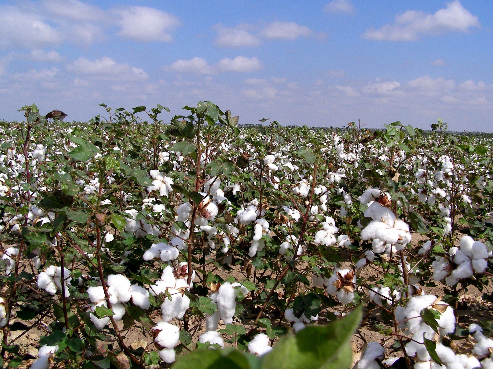 cotton in a field under blue sky with clouds