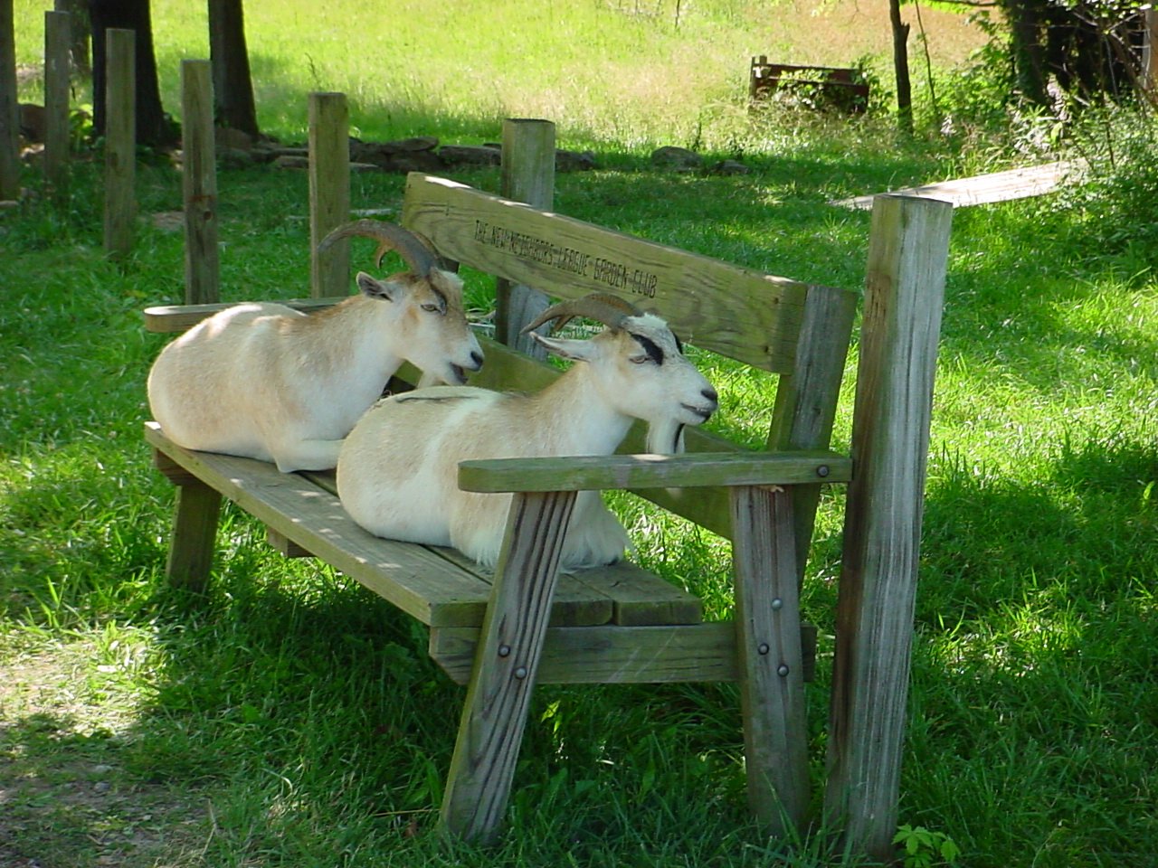 three goats on a bench in the grass