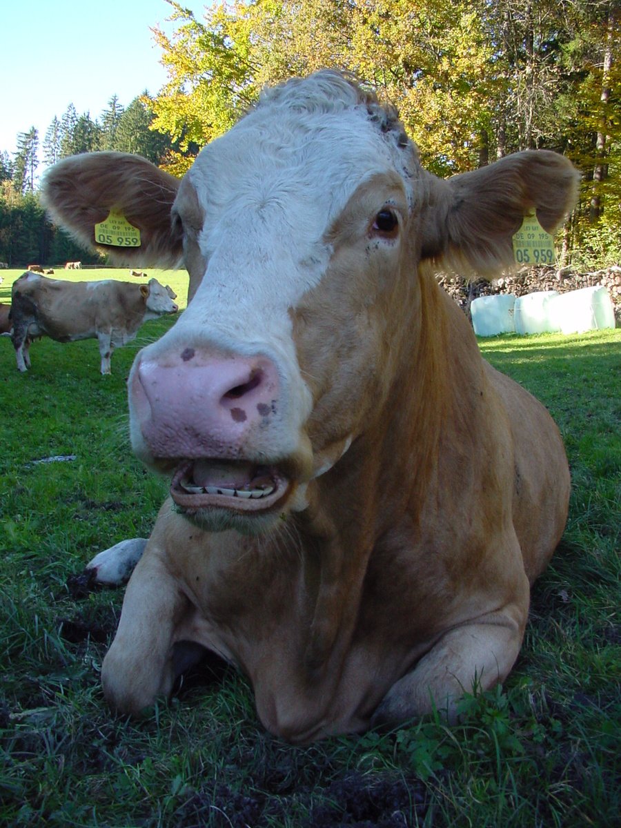 a close up of a cow with its tongue hanging out