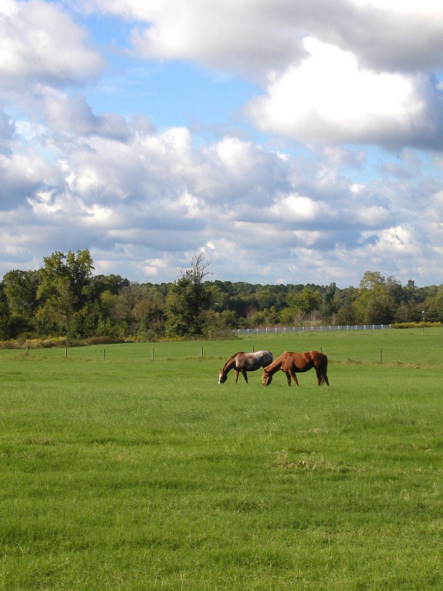 some horses eating grass in a grassy field