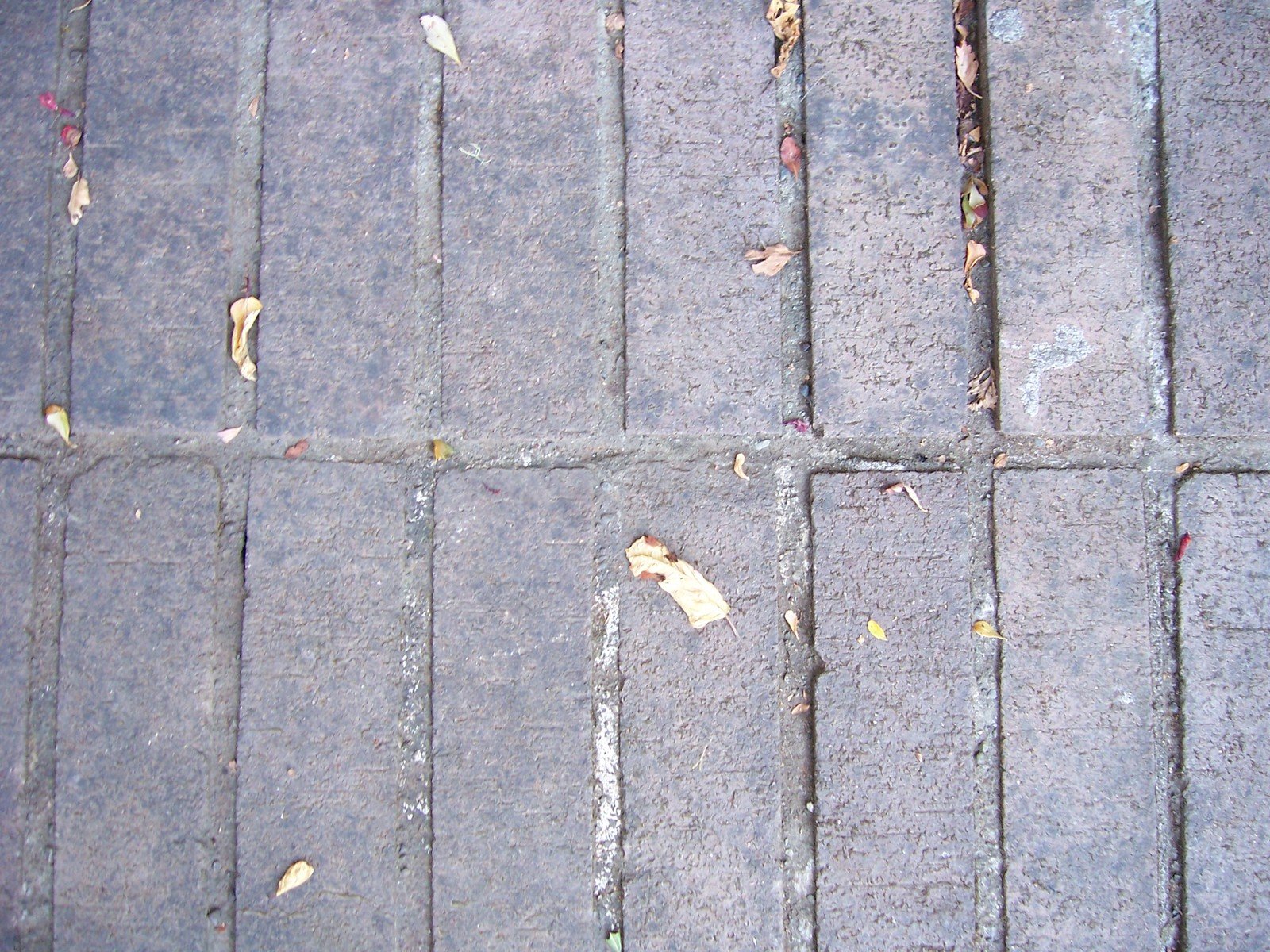 a close up s of a block of asphalt with a dead yellow tree on it