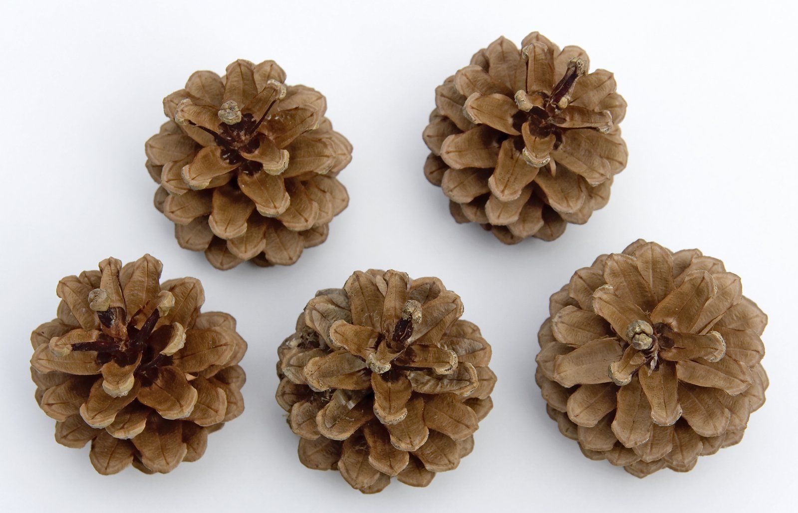 five pine cones arranged in rows on white background