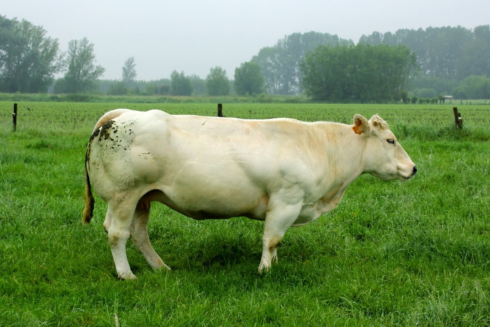 a big white cow standing in a lush green pasture