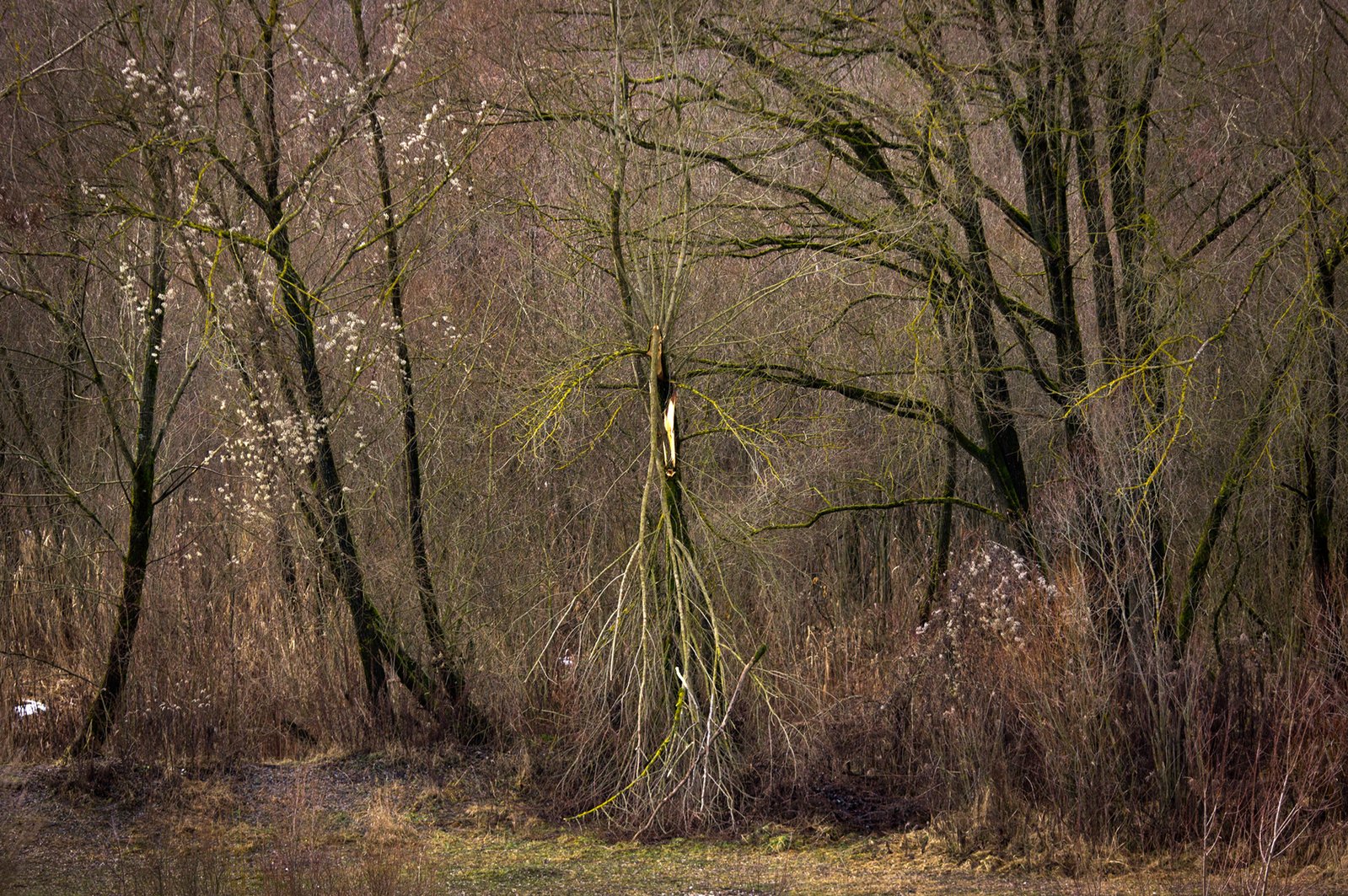 trees are in the middle of the woods