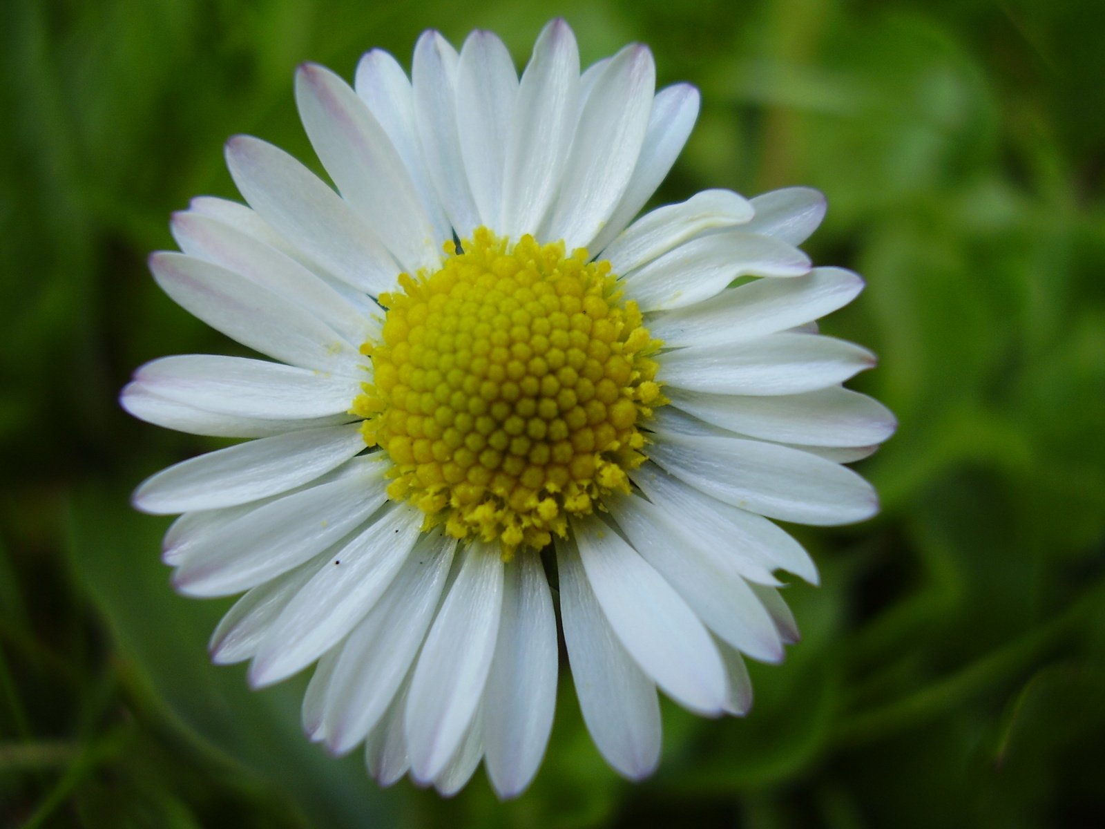 a single white flower with yellow center in green grass