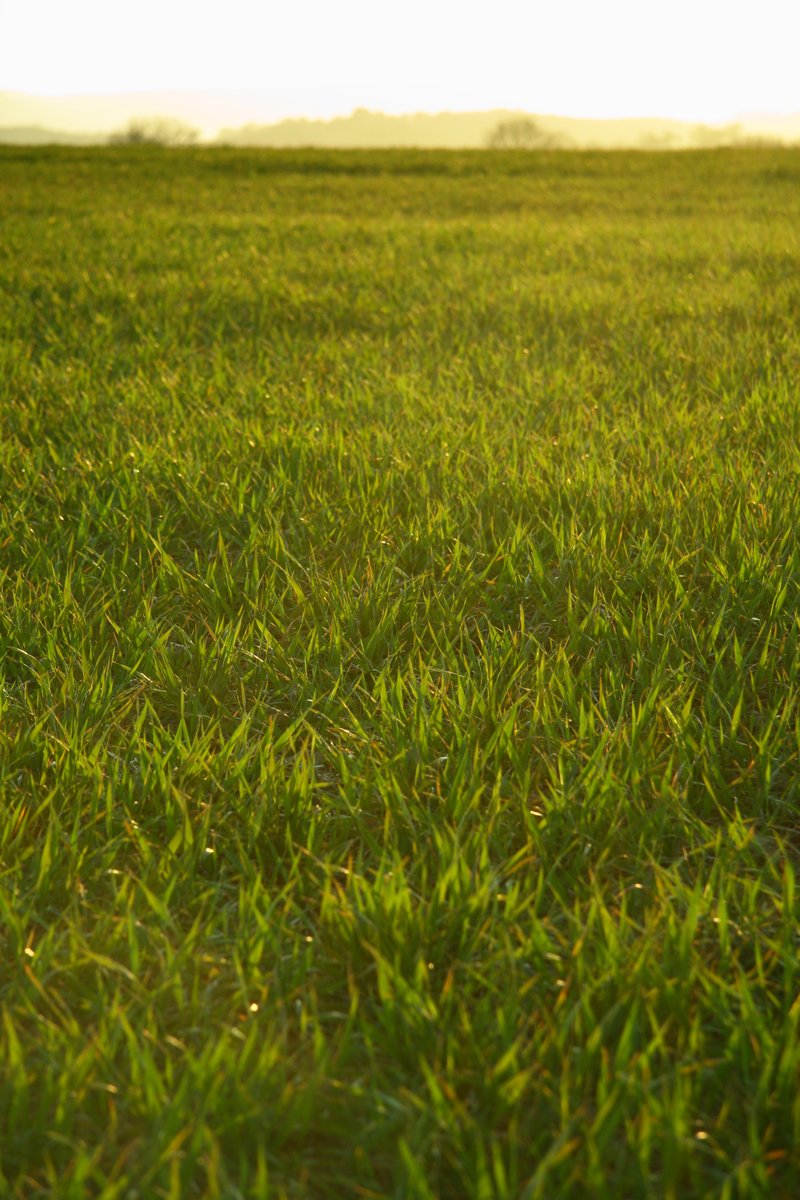 a yellow frisbee sitting on the grass at the top of a hill