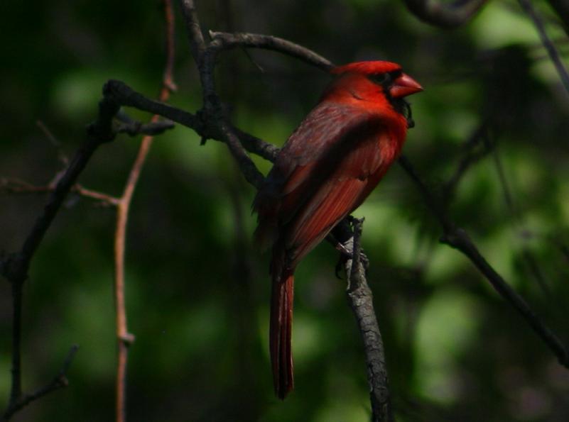 a small red bird perched on the nch of a tree