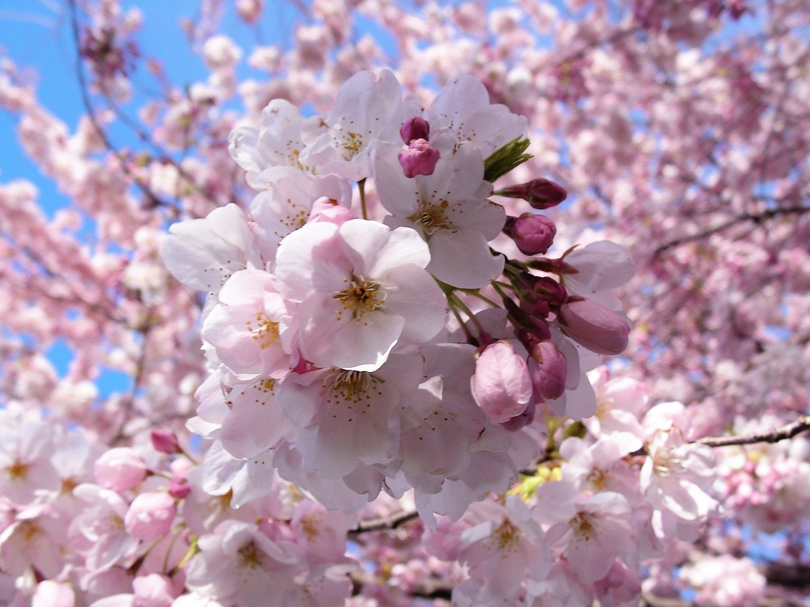 pink flowers are blooming in a tree with blue skies in the background