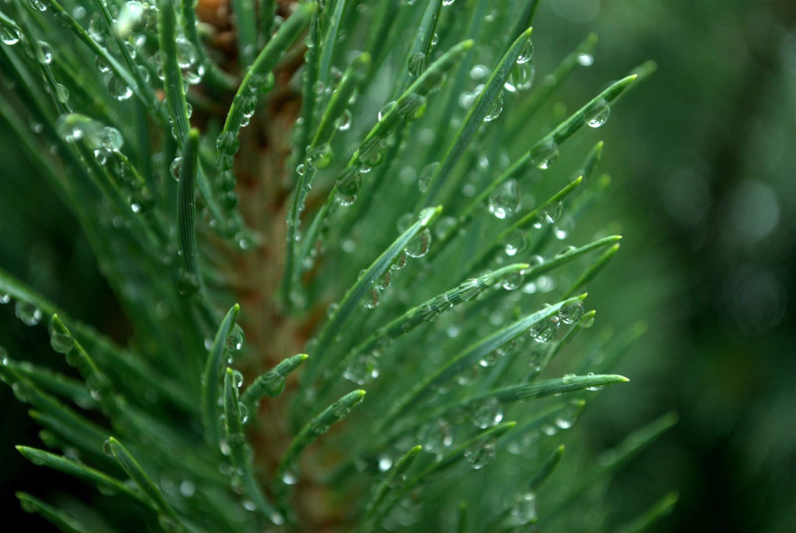 a pine tree is covered with rain drops