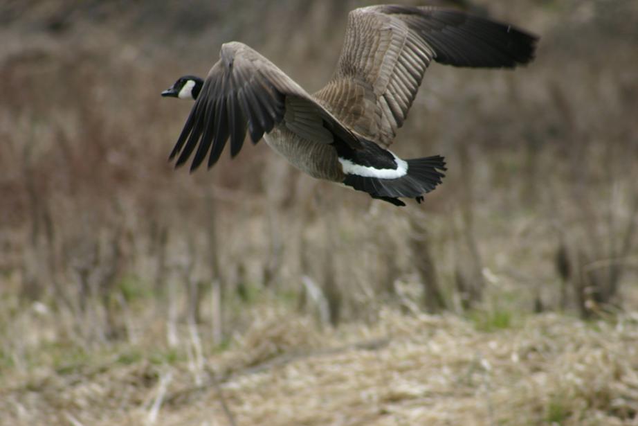 a canadian goose flying through a marsh filled with dried grass