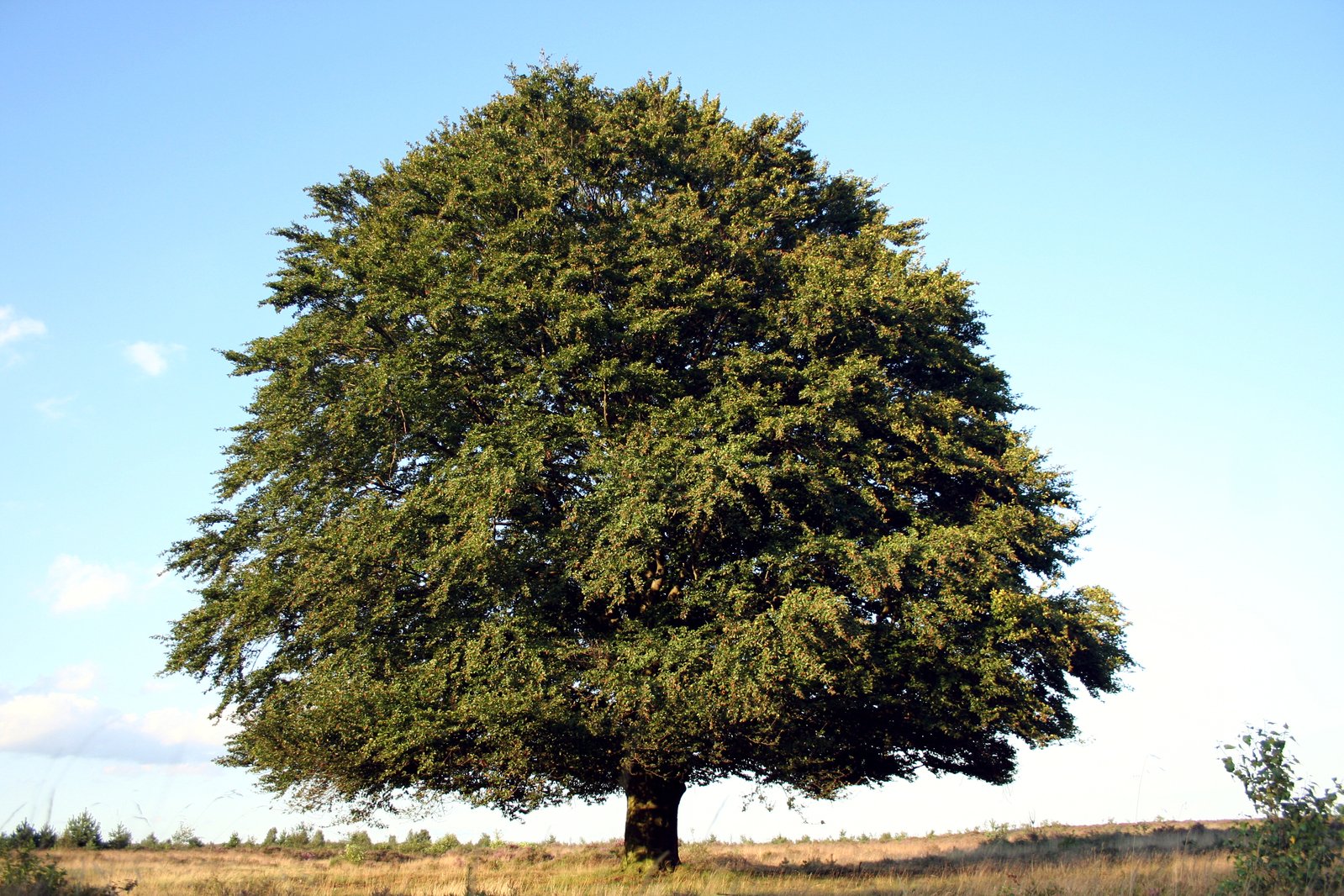 the tree has many leaves on it in a field