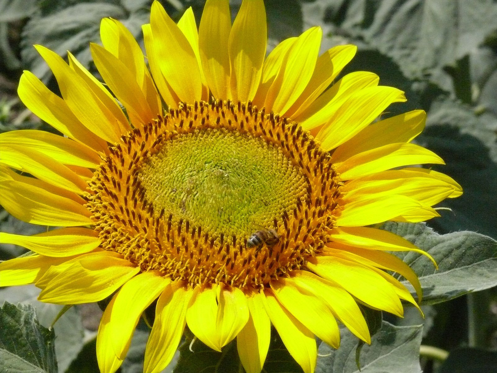 a yellow sunflower with bee poll in the middle