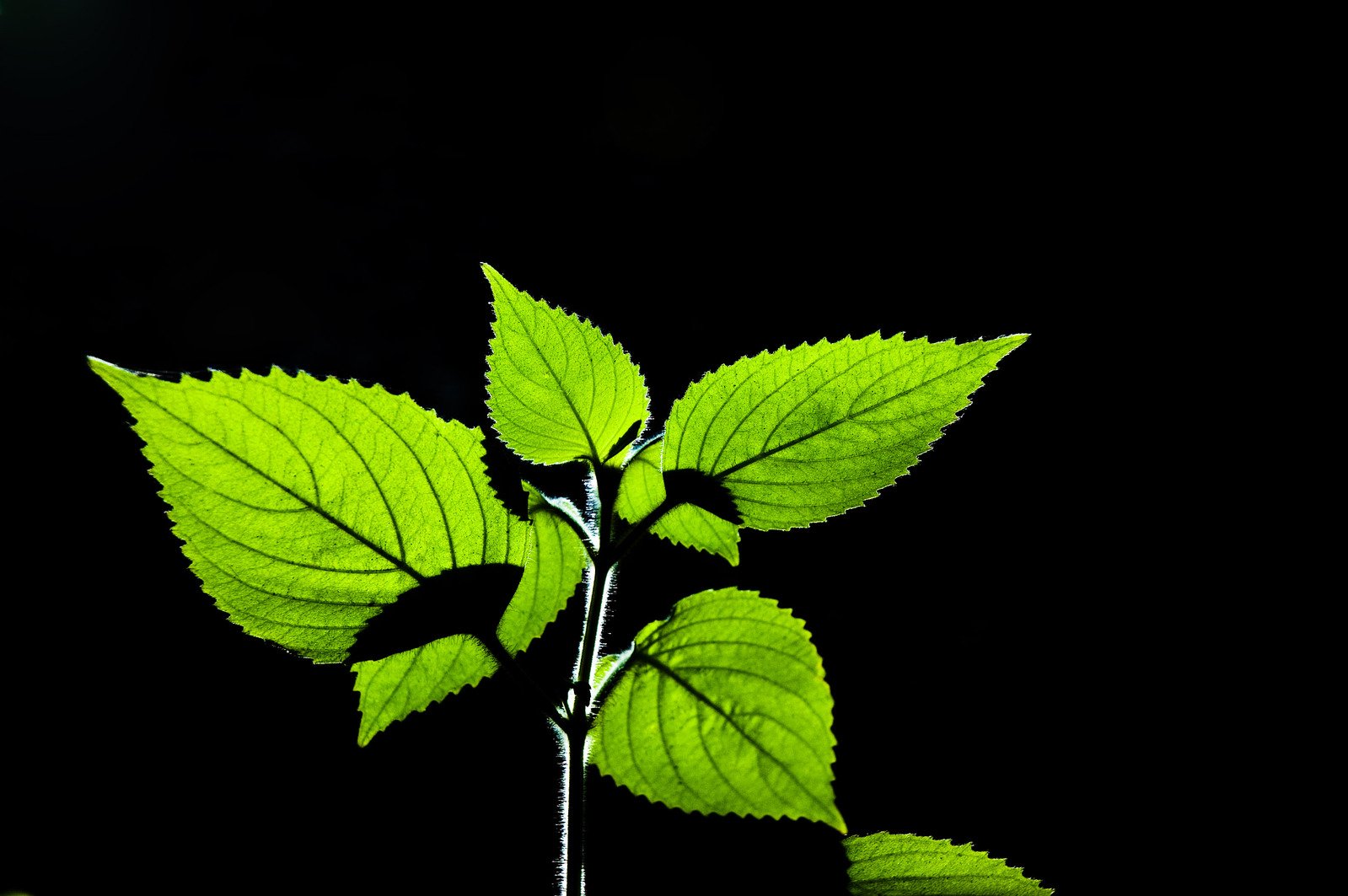 the leaves of a plant that has just sprout